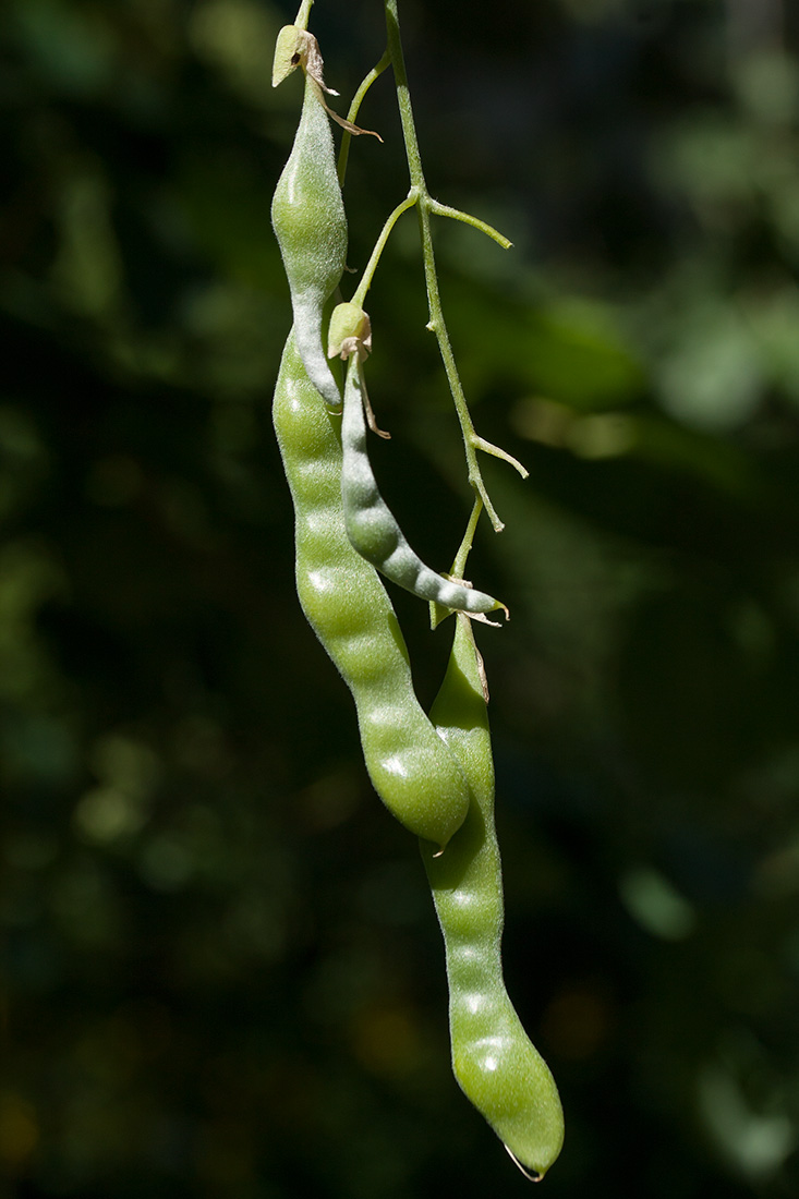 Image of Laburnum anagyroides specimen.