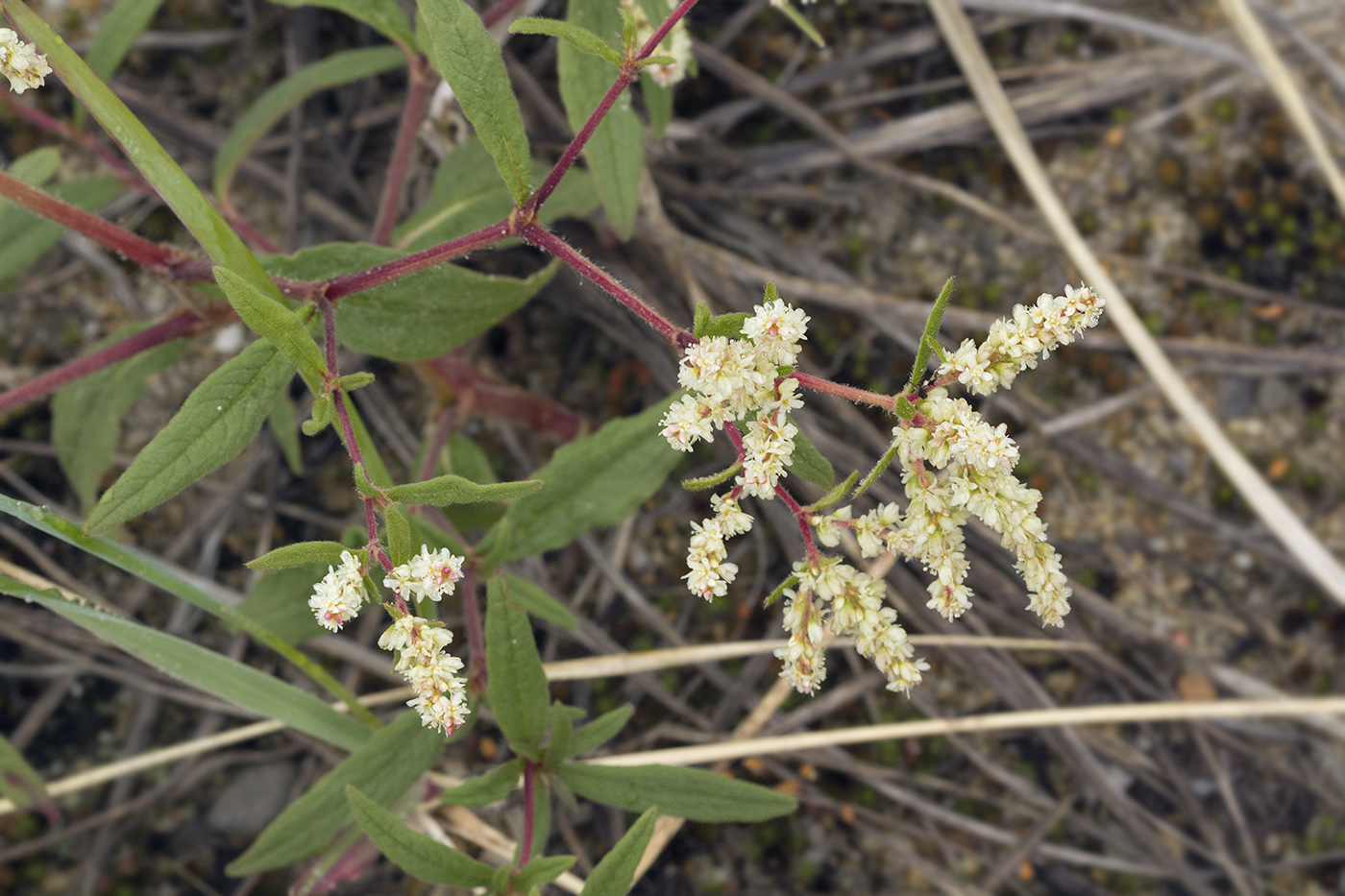 Изображение особи Aconogonon ajanense.