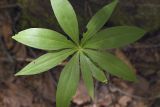 Lilium debile