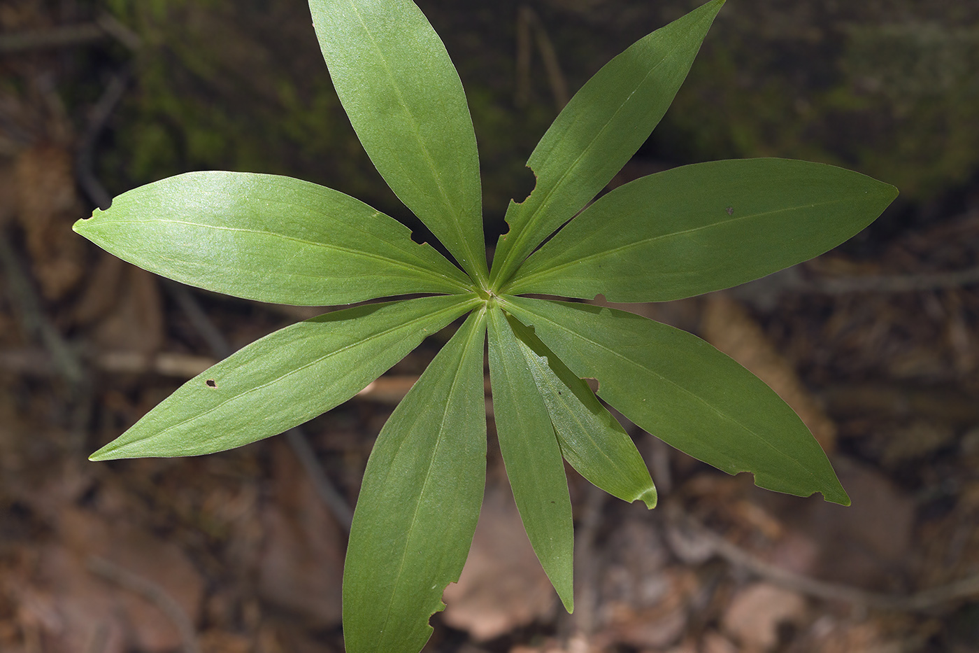 Изображение особи Lilium debile.