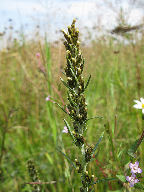 Изображение особи Omalotheca sylvatica.