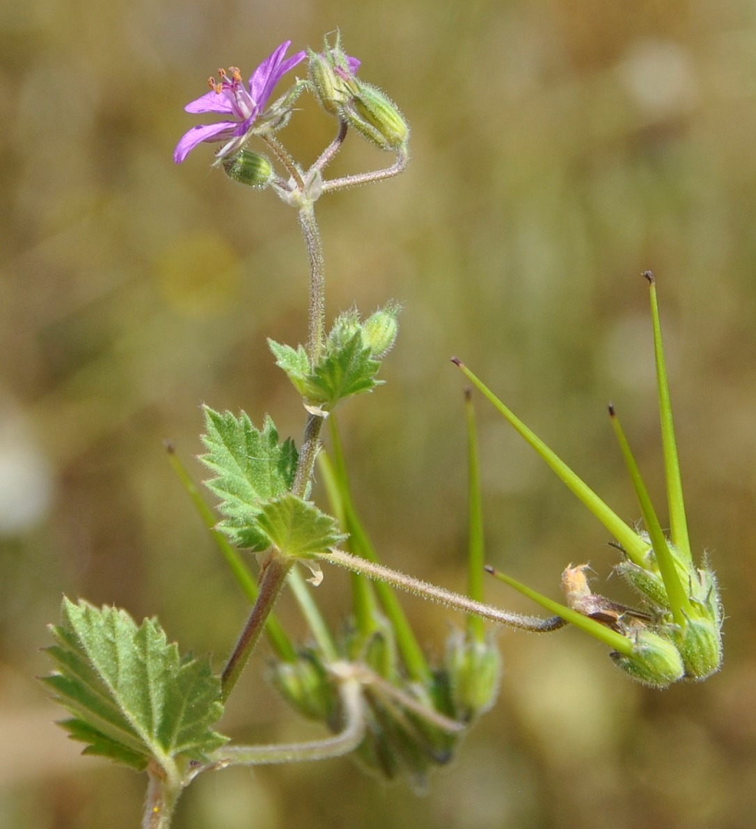 Изображение особи Erodium malacoides.