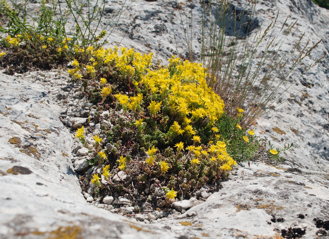 Image of Sedum acre specimen.