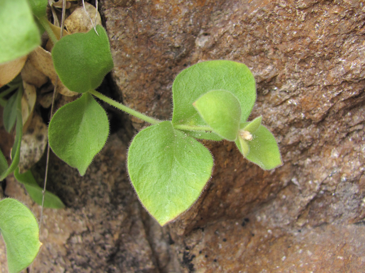 Изображение особи Silene pygmaea.