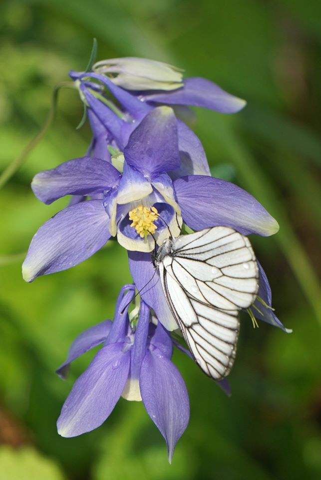 Image of Aquilegia sibirica specimen.