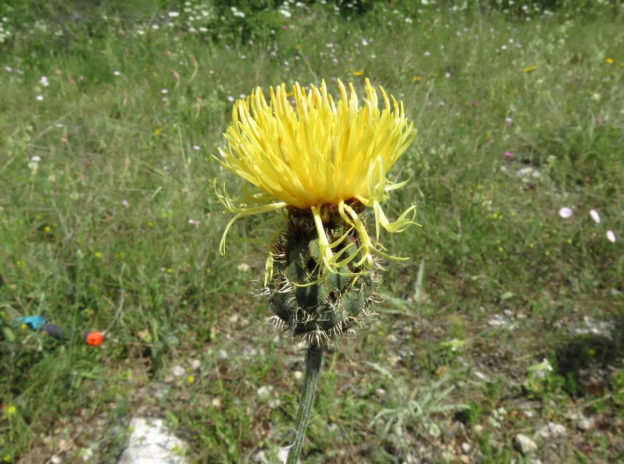 Image of Centaurea mannagettae specimen.