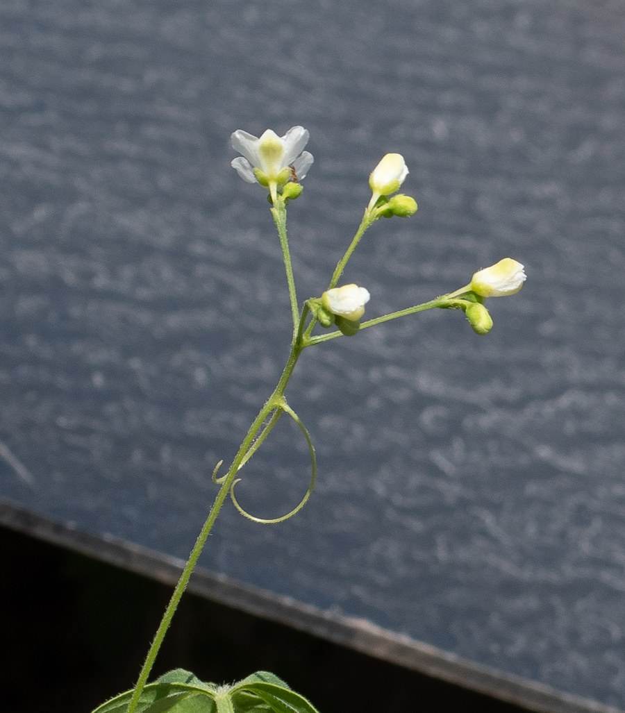 Изображение особи Cardiospermum halicacabum.