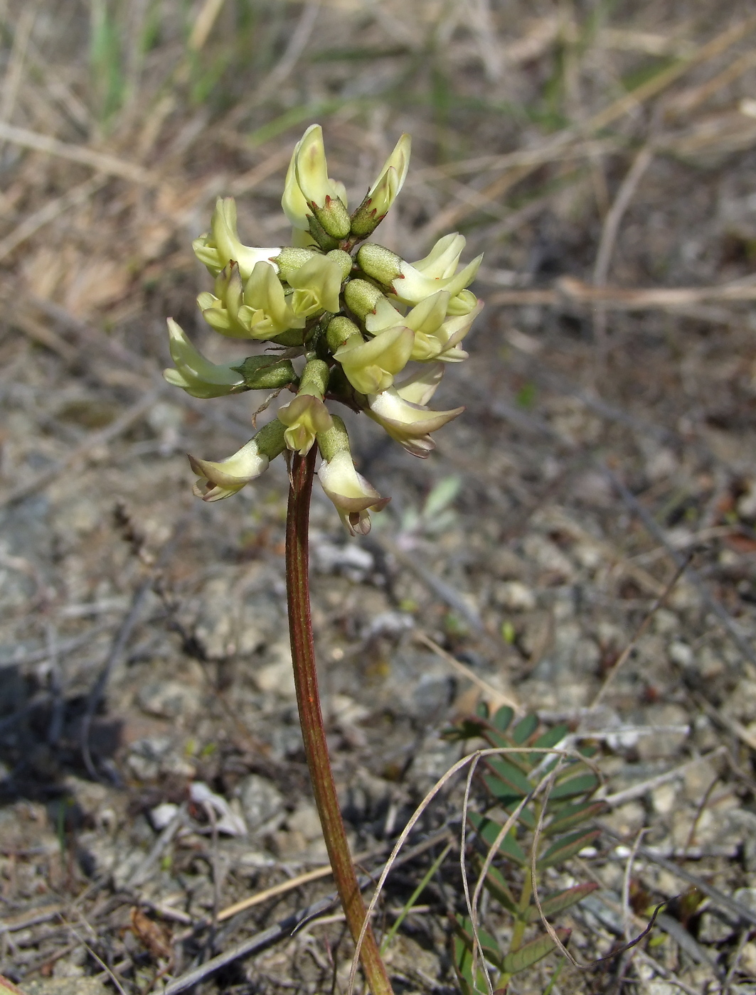 Изображение особи Astragalus schelichowii.