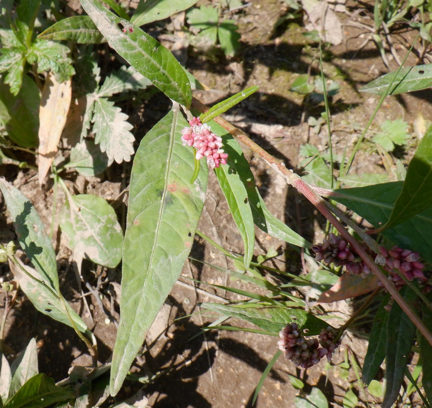 Image of Persicaria lapathifolia specimen.