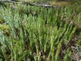 Lycopodium annotinum