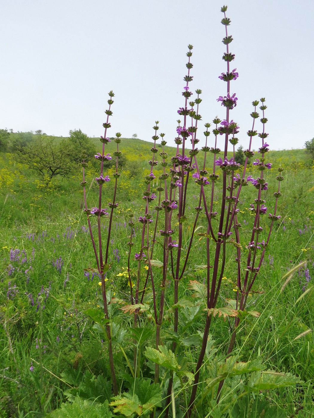 Image of Phlomoides lehmanniana specimen.