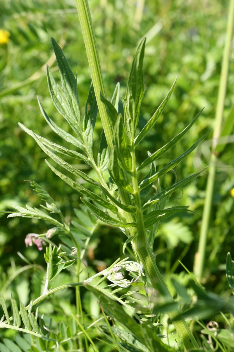 Image of Valeriana salina specimen.