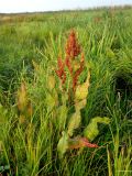 Rumex hydrolapathum. Плодоносящее растение на краю болота. Украина, Волынская обл., Ратновский р-н, юго-западные окр. с. Окачево, левый берег р. Припять. 29 июля 2010 г.