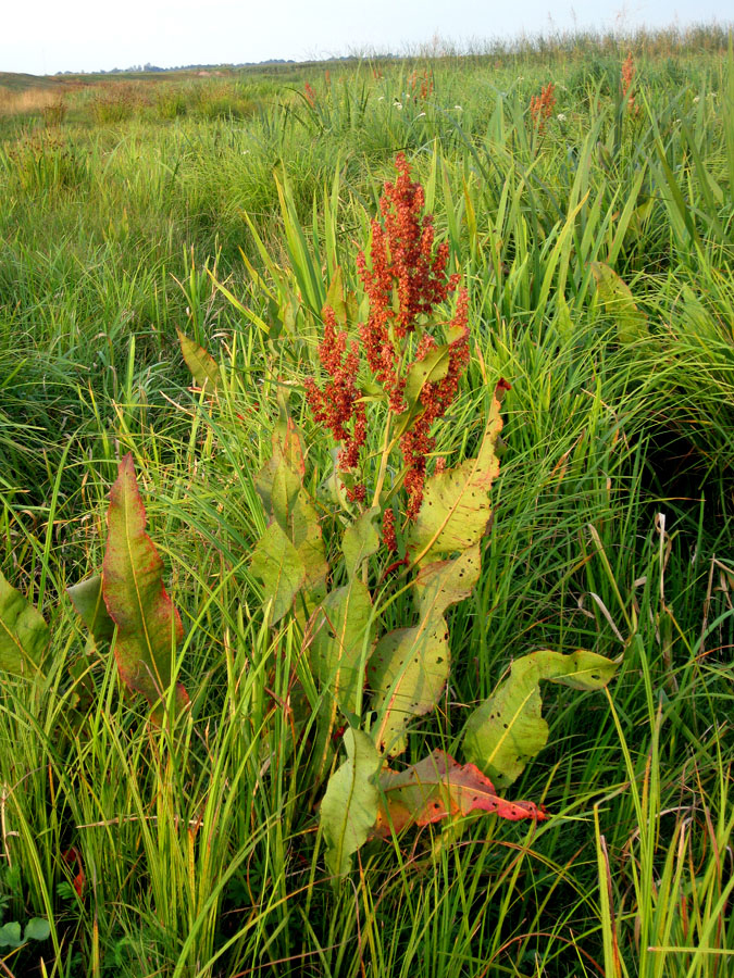 Image of Rumex hydrolapathum specimen.