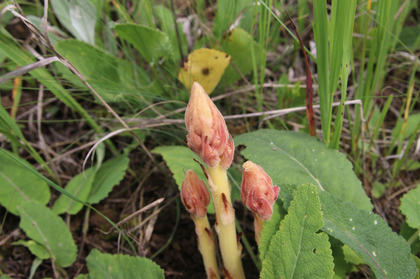 Изображение особи Orobanche alba.