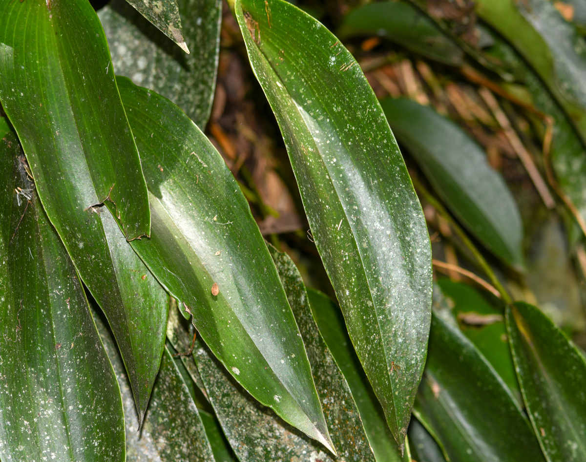 Image of Pleurothallis revoluta specimen.