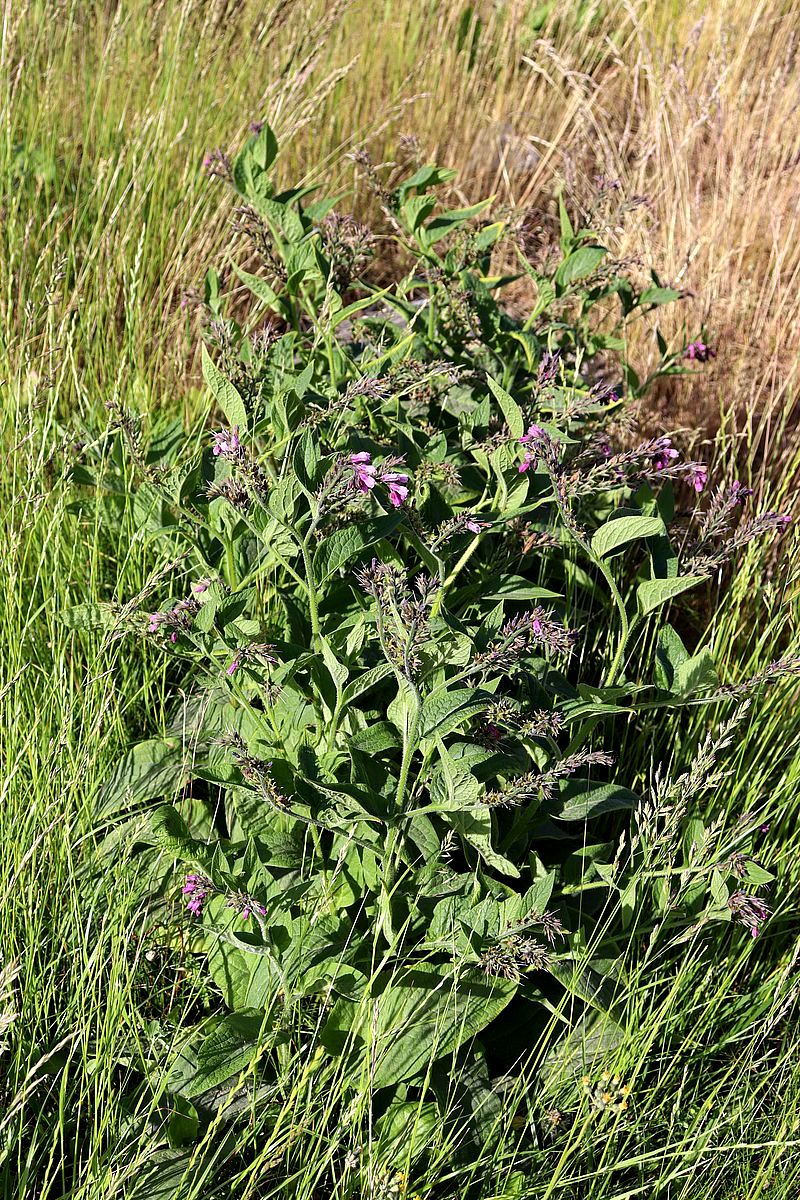 Image of Symphytum officinale specimen.