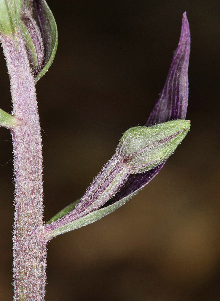 Image of Epipactis condensata specimen.