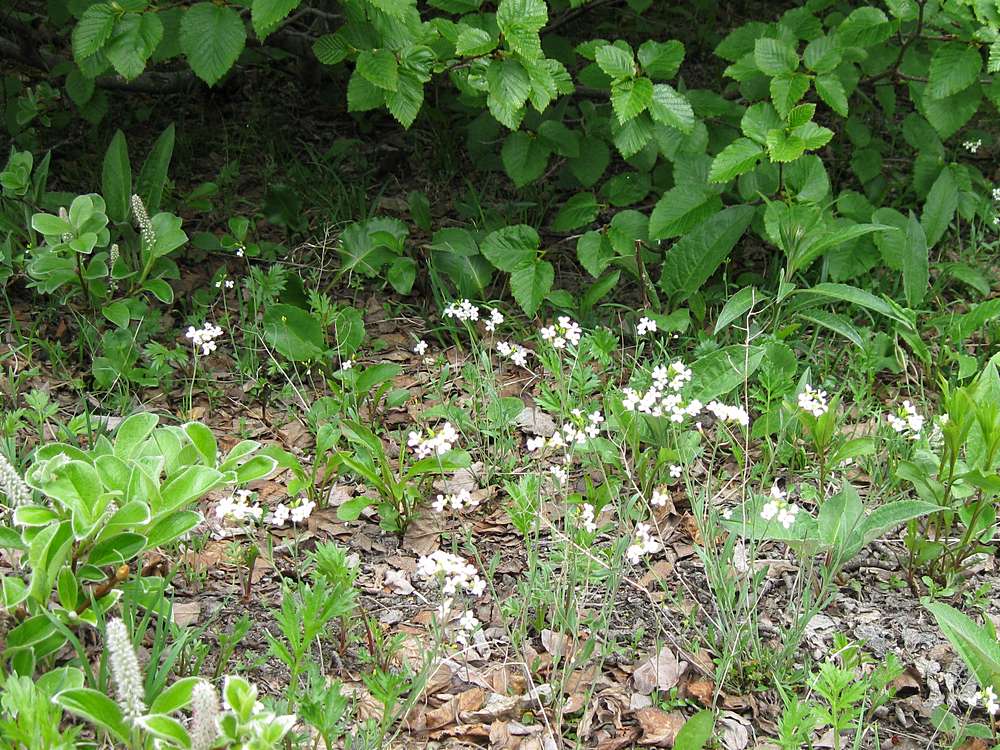 Изображение особи Arabidopsis lyrata.