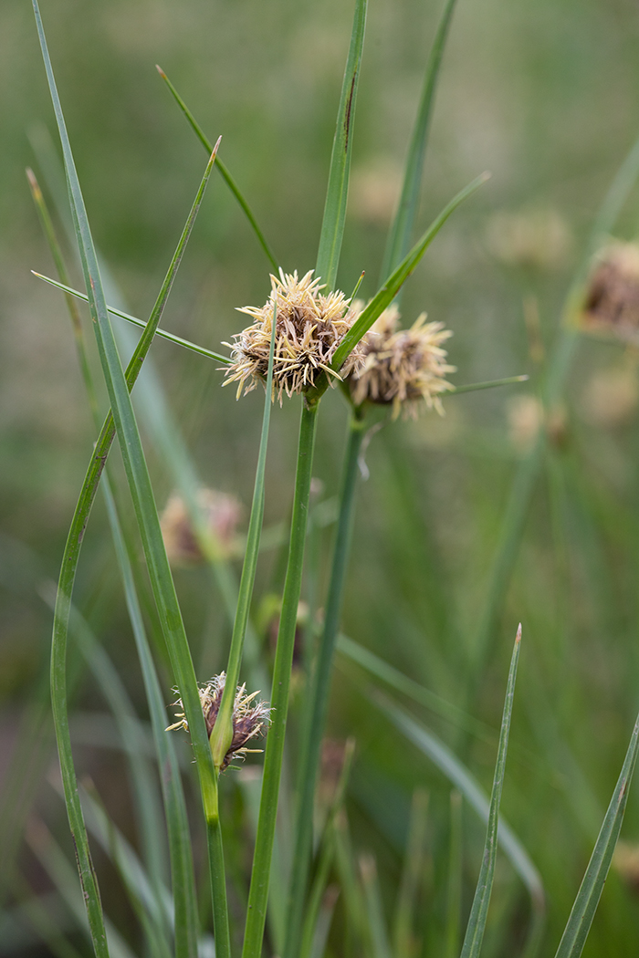 Image of genus Bolboschoenus specimen.