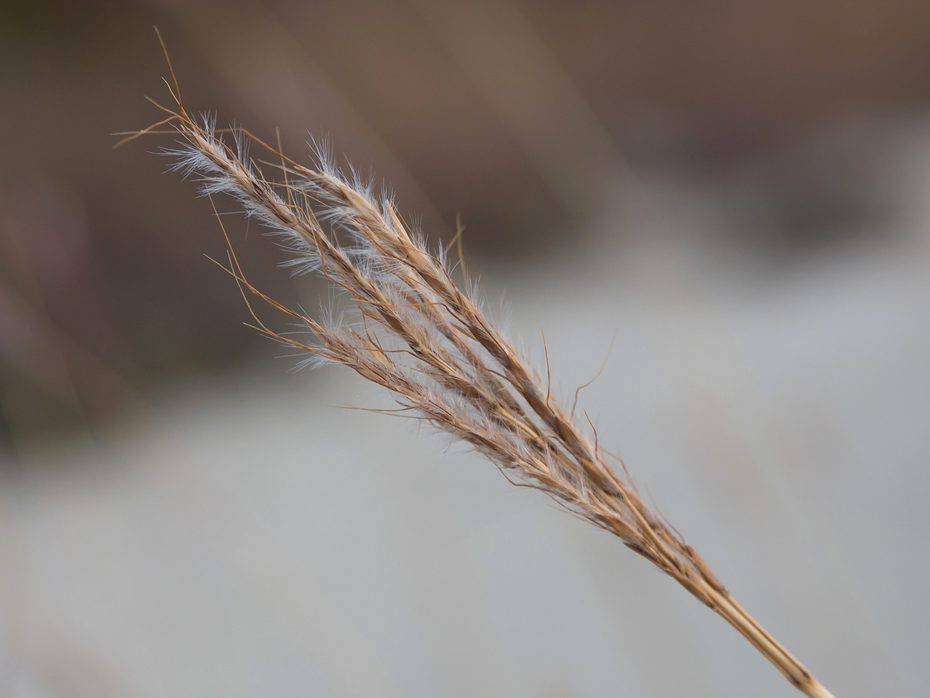 Image of Bothriochloa ischaemum specimen.