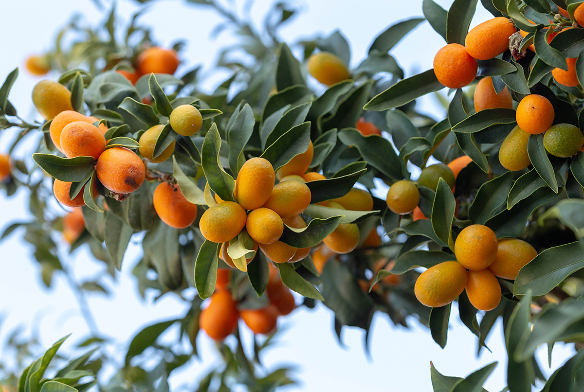 Image of Citrus japonica specimen.