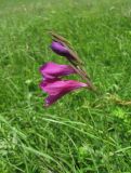 Gladiolus tenuis