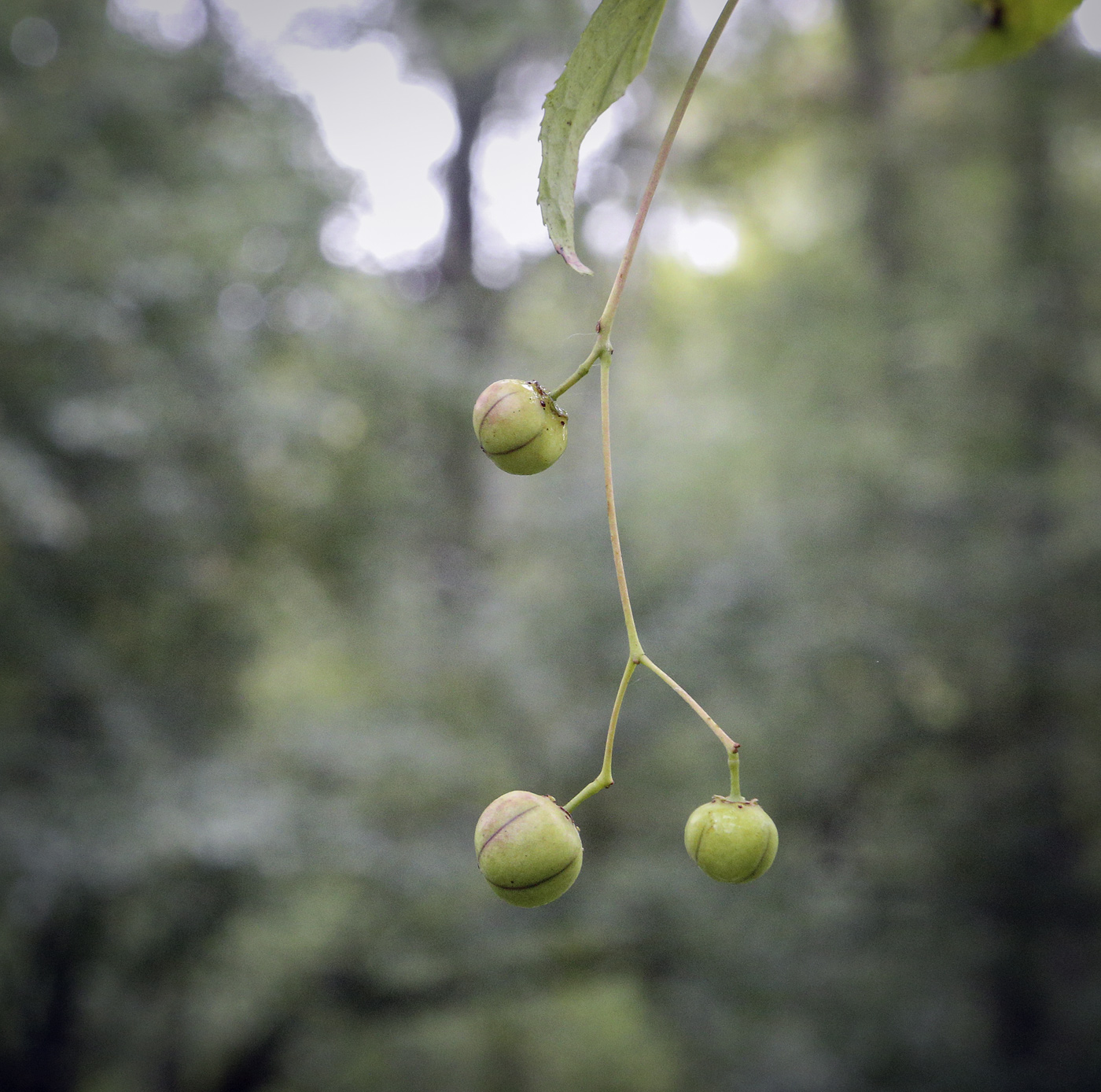 Изображение особи род Euonymus.