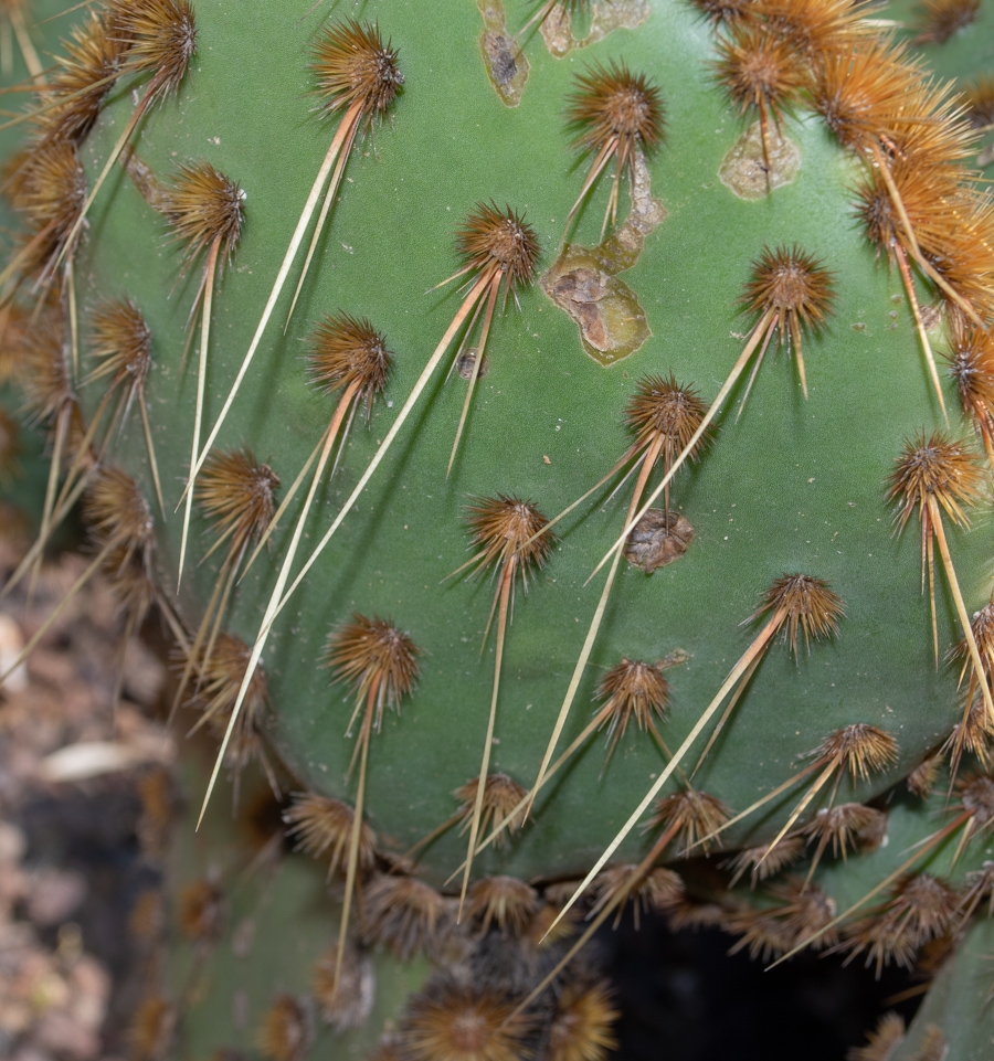 Image of Opuntia aciculata specimen.