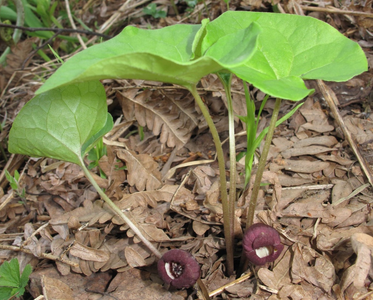 Image of Asarum heterotropoides specimen.