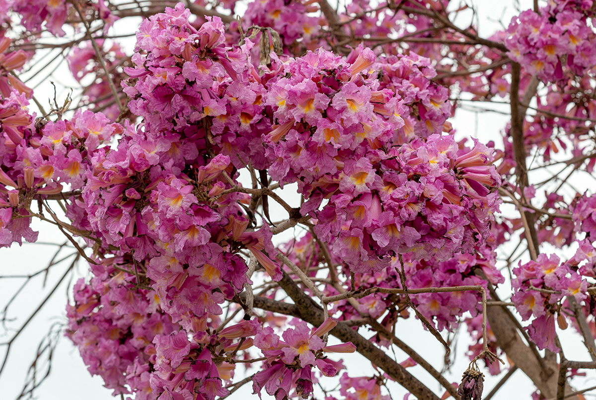 Image of Tabebuia impetiginosa specimen.