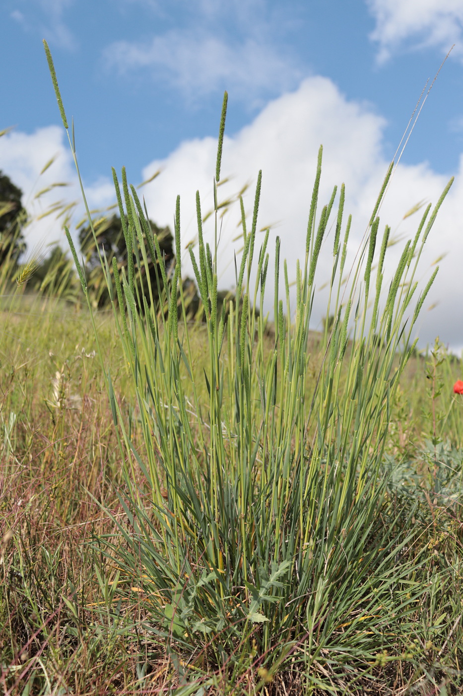 Image of Phleum phleoides specimen.