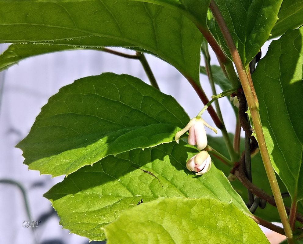 Изображение особи Schisandra chinensis.