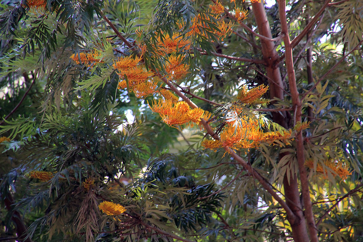 Image of Grevillea robusta specimen.