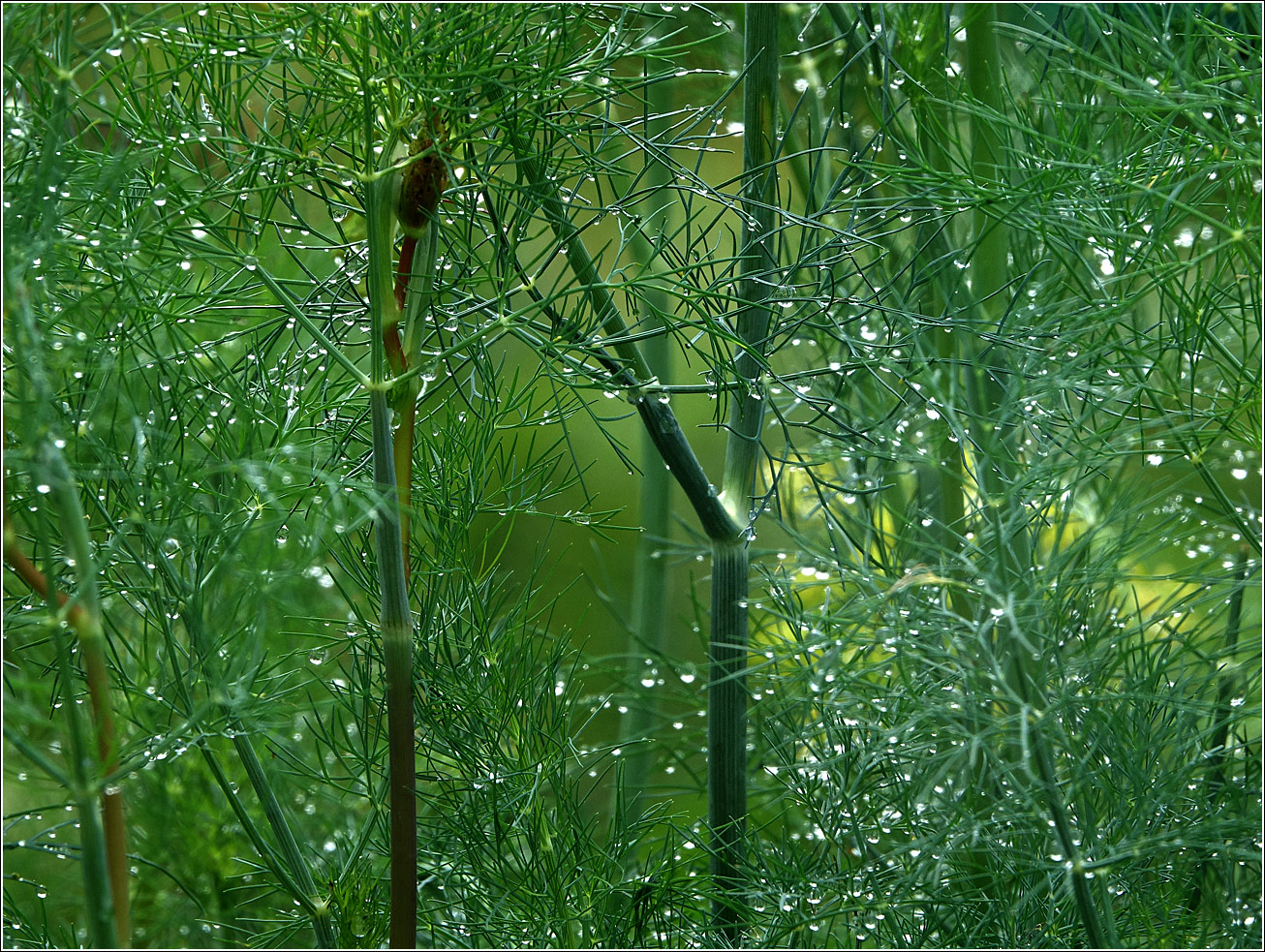 Изображение особи Anethum graveolens.