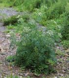 Cnidium dauricum. Цветущее растение. Приморский край, г. Владивосток, обочина пешеходной дорожки. 13.08.2022.