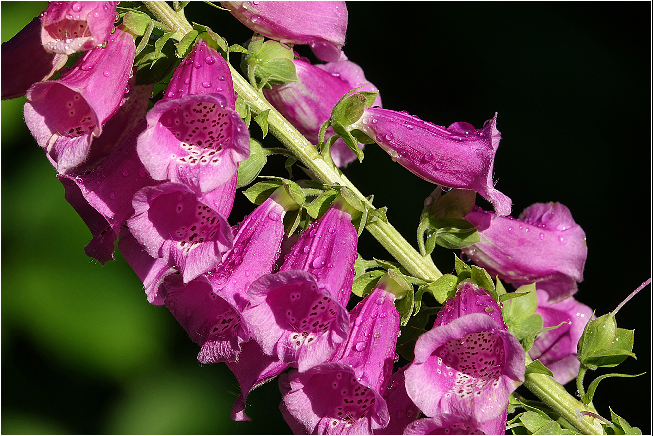 Изображение особи Digitalis purpurea.