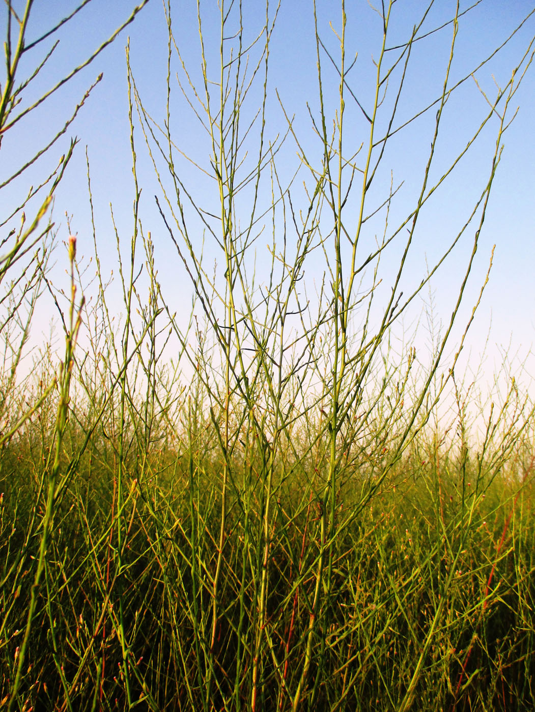 Image of Symphyotrichum subulatum var. squamatum specimen.