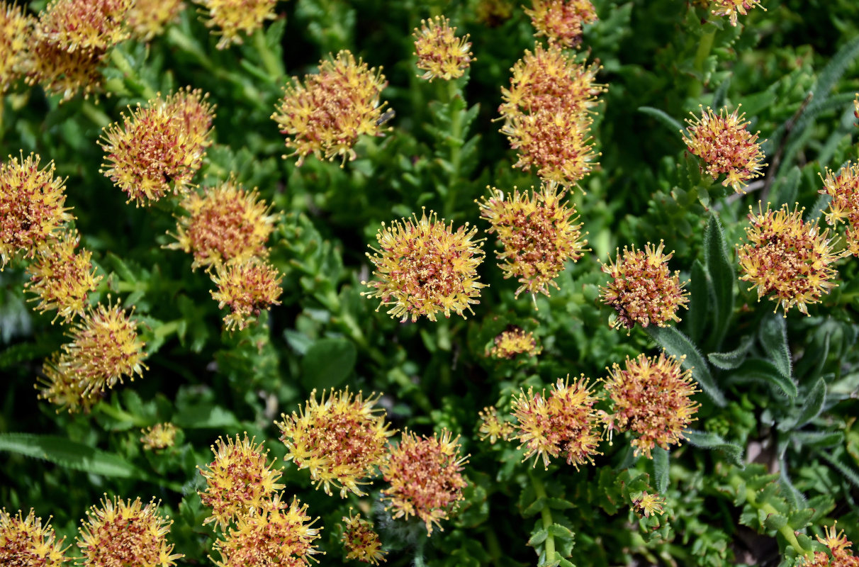 Image of Rhodiola heterodonta specimen.