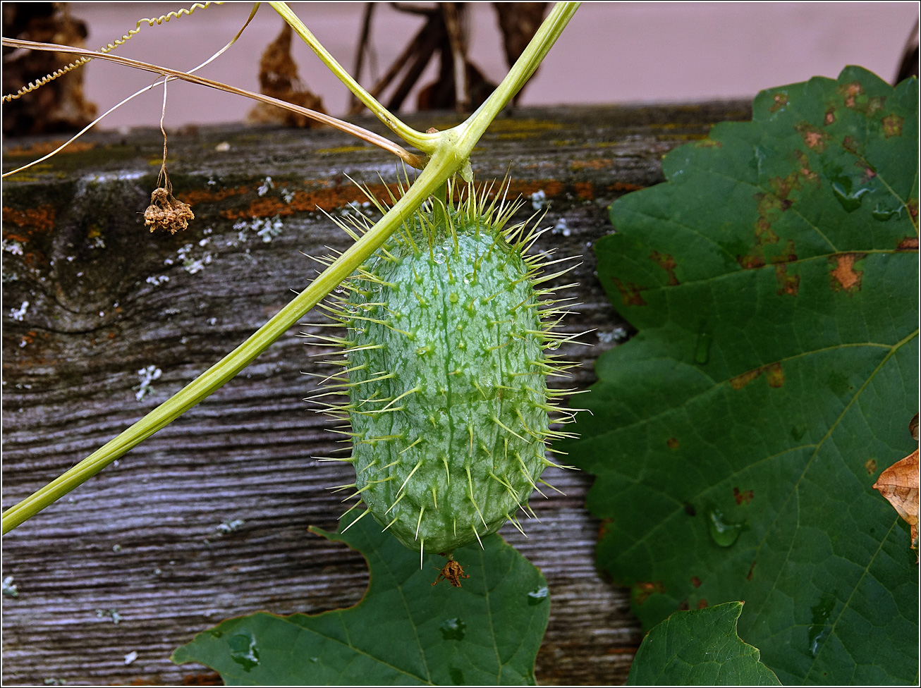 Изображение особи Echinocystis lobata.