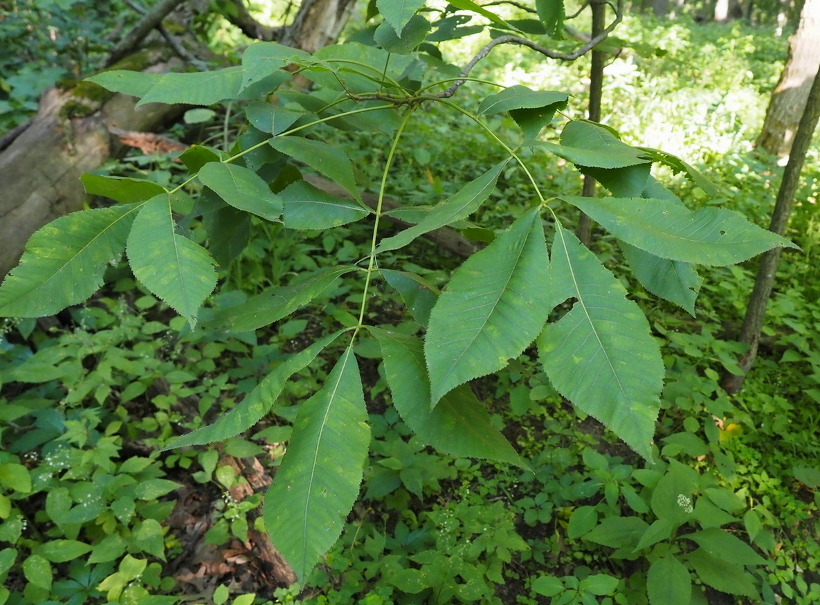 Изображение особи Carya cordiformis.