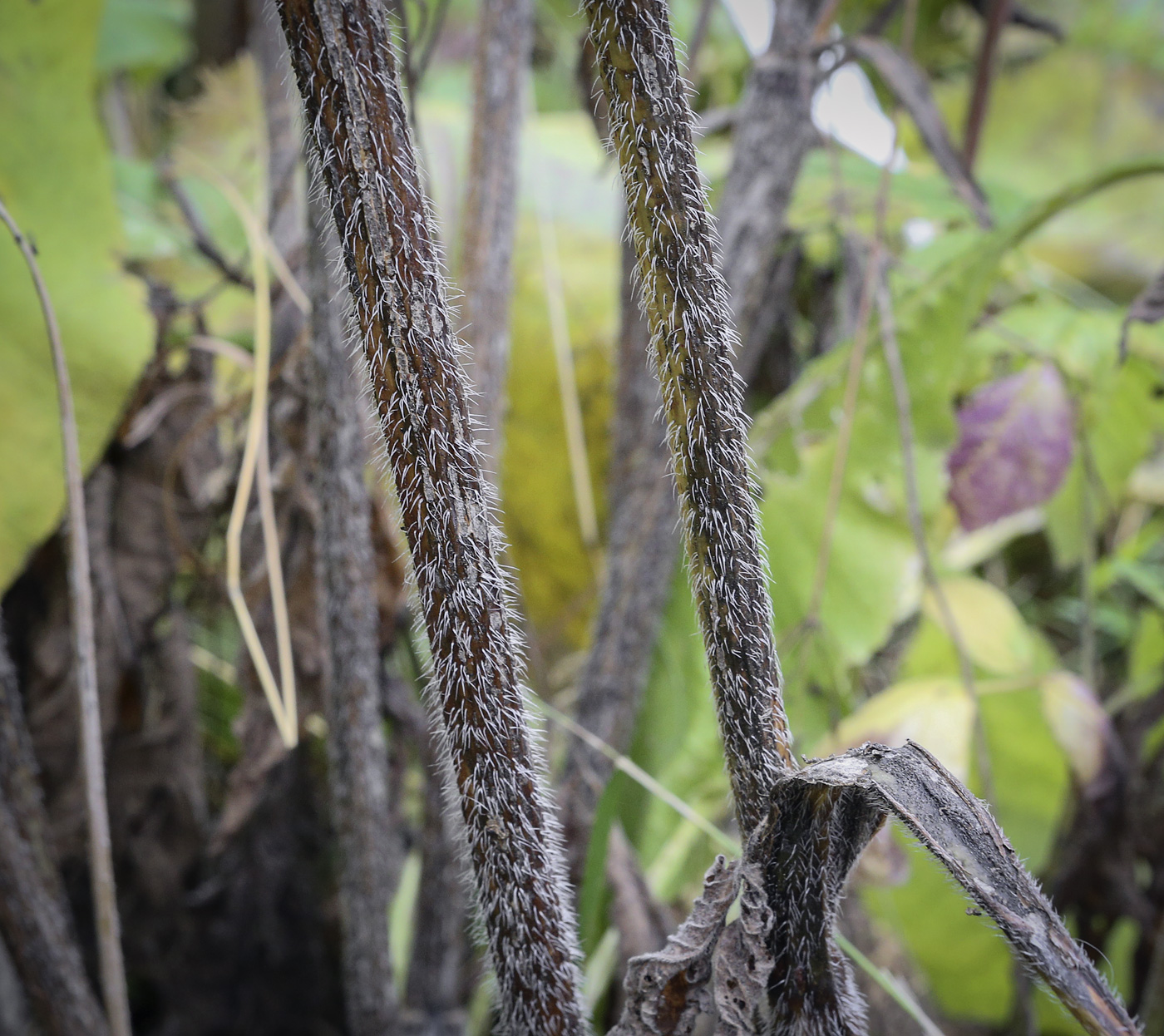 Изображение особи Chaerophyllum aromaticum.