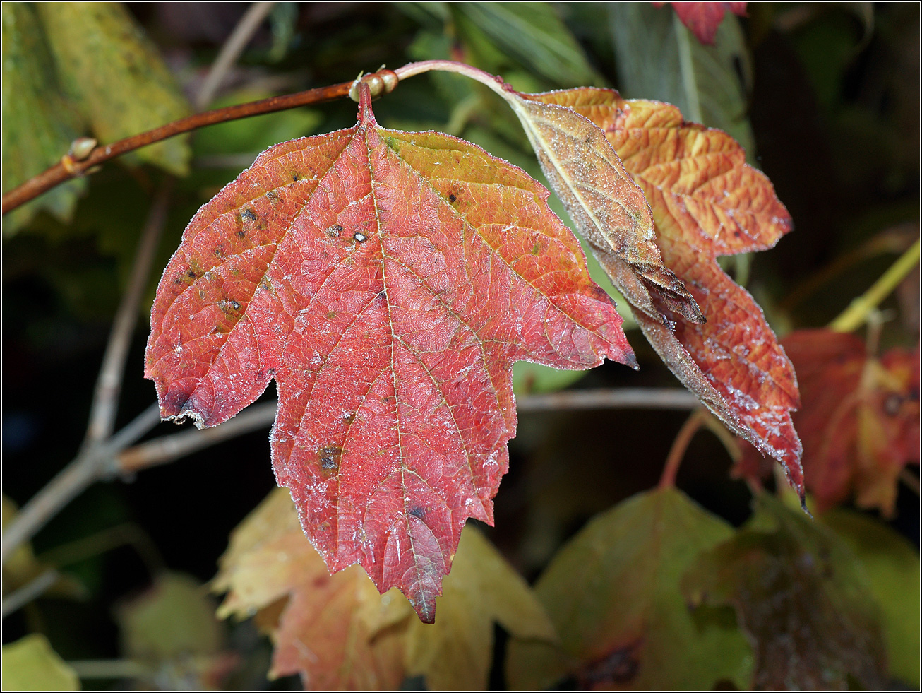 Image of Viburnum opulus specimen.