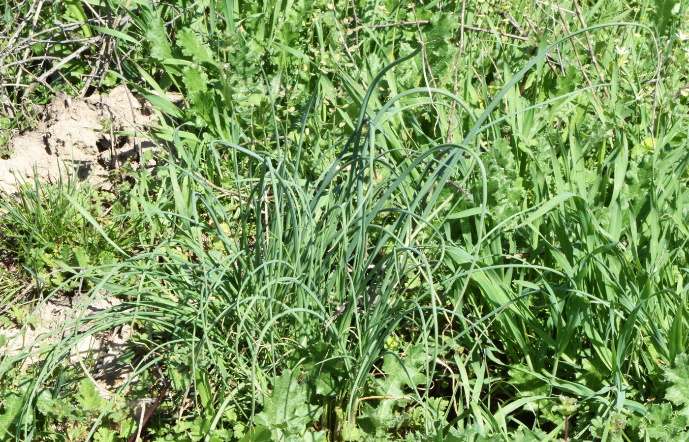 Image of Allium caesium specimen.