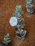 Convolvulus persicus. Цветущее растение. Дагестан, г. Дербент, песчаный пляж. 31.07.2022.