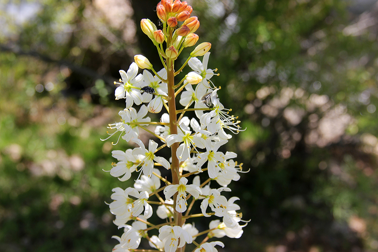 Изображение особи Eremurus lactiflorus.