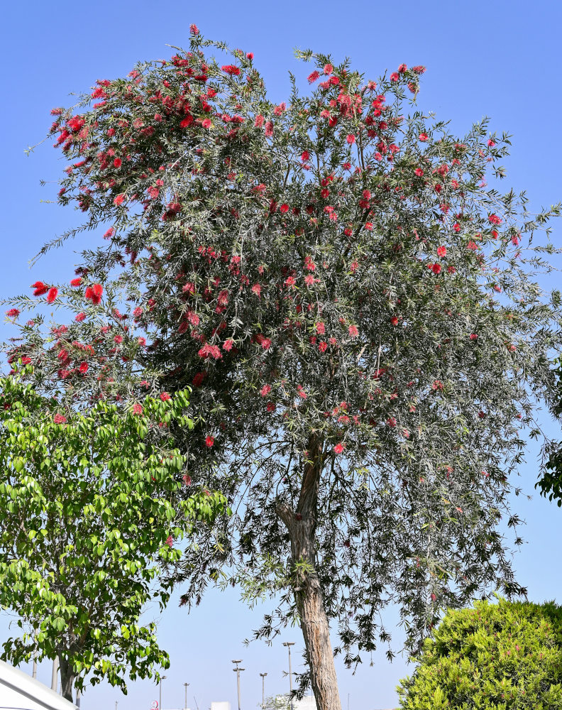 Image of Callistemon citrinus specimen.