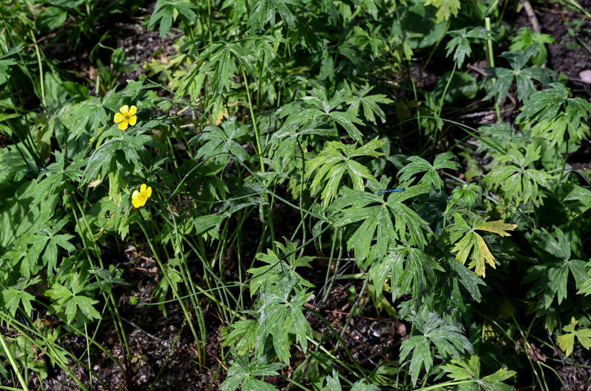 Изображение особи Ranunculus brevirostris.