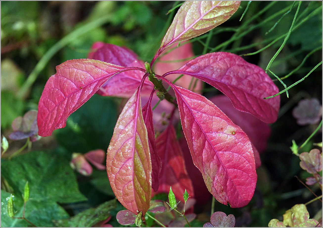 Изображение особи Euonymus europaeus.