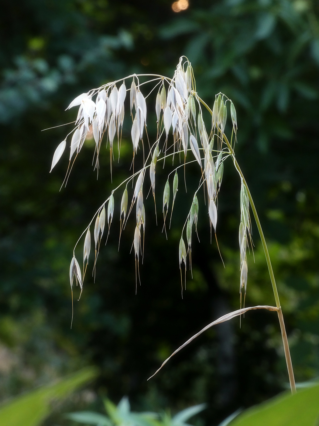 Image of genus Avena specimen.